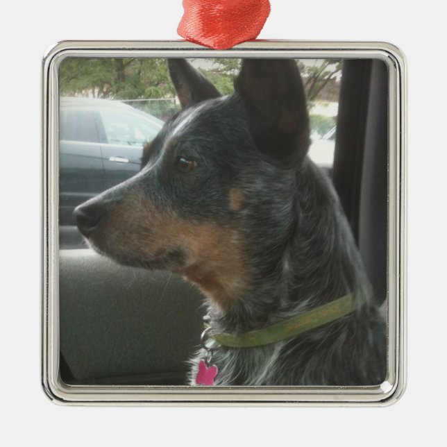 Blue heeler metal ornament (Front)