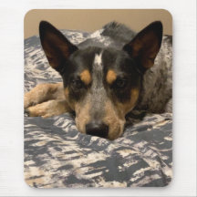 Blue Heeler