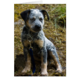 Blue Heeler Puppy