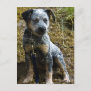 Blue Heeler Puppy Postcard
