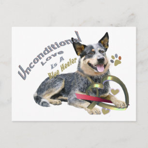 Blue Heeler Unconditional Love Postcard