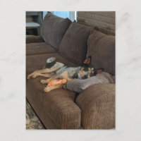 Blue Heeler Waiting for Dad to Come Home