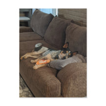 Blue Heeler Waiting for Dad to Come Home