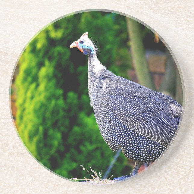 Blue Helmeted Guinea Fowl standing in the sun Coaster (Front)
