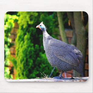 Blue Helmeted Guinea Fowl standing in the sun Mouse Pad