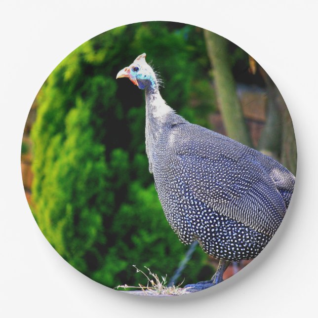 Blue Helmeted Guinea Fowl standing in the sun Paper Plate (Front)