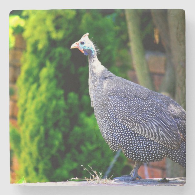Blue Helmeted Guinea Fowl standing in the sun Stone Coaster (Front)