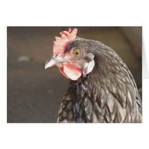 Blue Hen