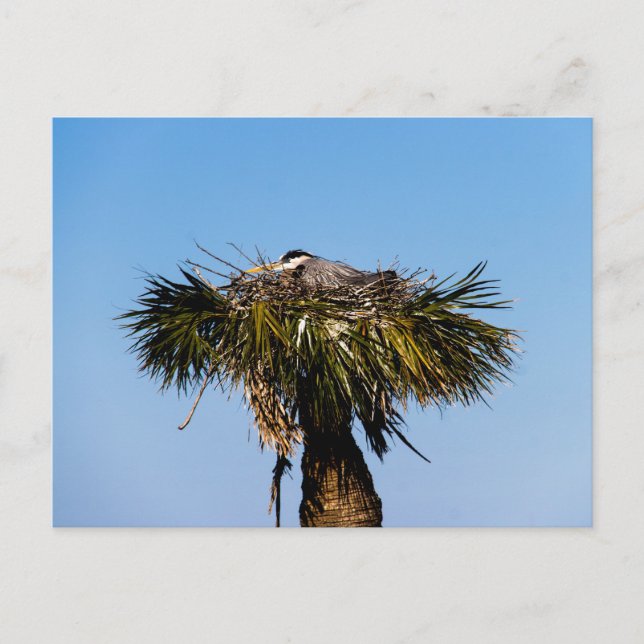 Blue Heron Bird Nest Tree Photograph Postcard (Front)