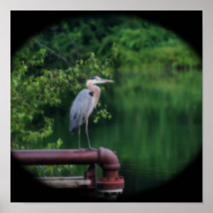 Blue Heron Bird Posing Nature Orton Art Poster