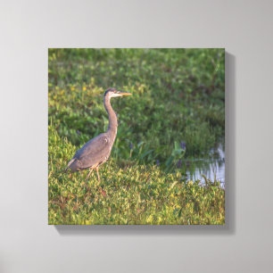 Blue Heron Canvas Print