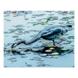 Blue Heron, fishing for dinner among the lily pads Poster
