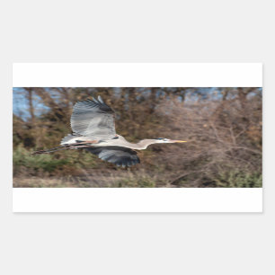 Blue Heron in flight Sticker