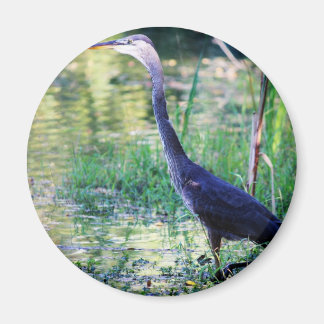 Blue Heron In Pond Magnet