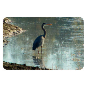 Blue Heron in Wetland Magnet