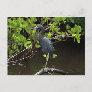 Blue Heron Postcard