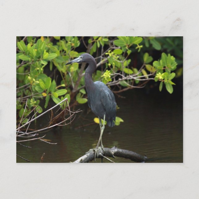 Blue Heron Postcard (Front)