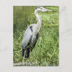 Blue Heron Postcard