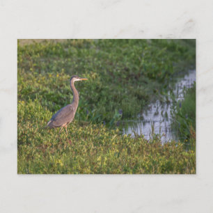 Blue Heron Postcard