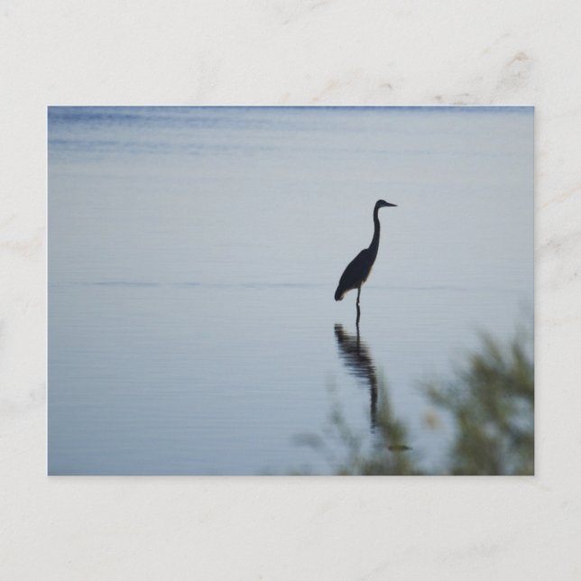 Blue Heron Postcard (Front)
