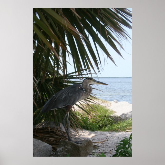 Blue Heron Poster (Front)