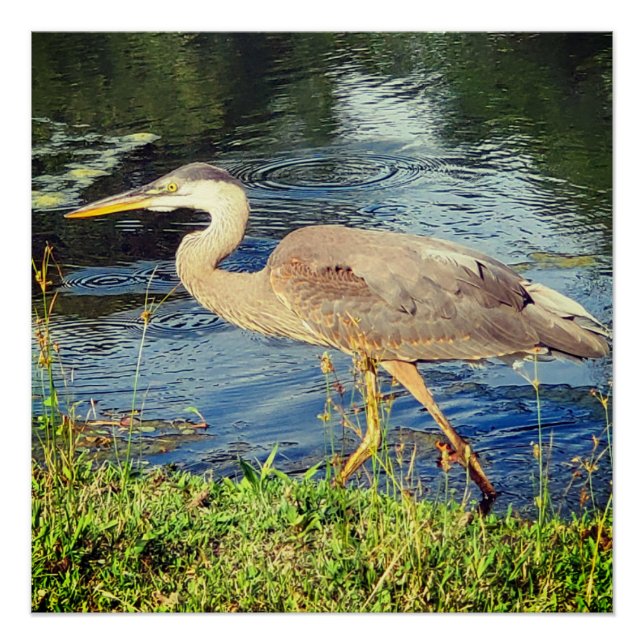Blue heron poster (Front)