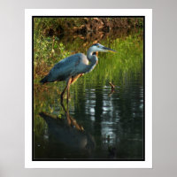 Blue Heron Poster Print