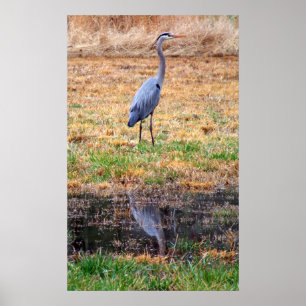 Blue Heron Reflection Poster