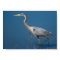 Blue Heron Wading