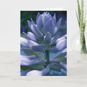 Blue Hosta "photographic" card