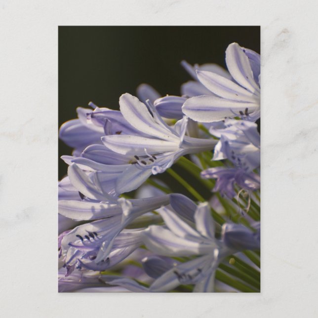 Blue Hostas Postcard (Front)
