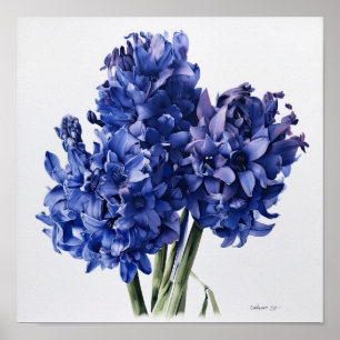 Blue Hyacinth Flower Art Print Poster