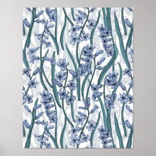 Blue Hyacinth flowers on white Poster