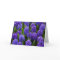 Blue Hyacinth