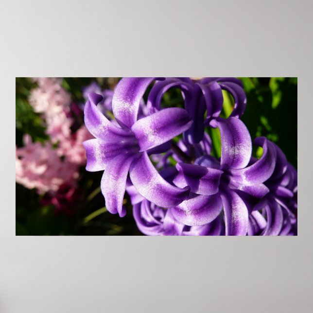 Blue Hyacinth I Spring Floral Poster (Front)
