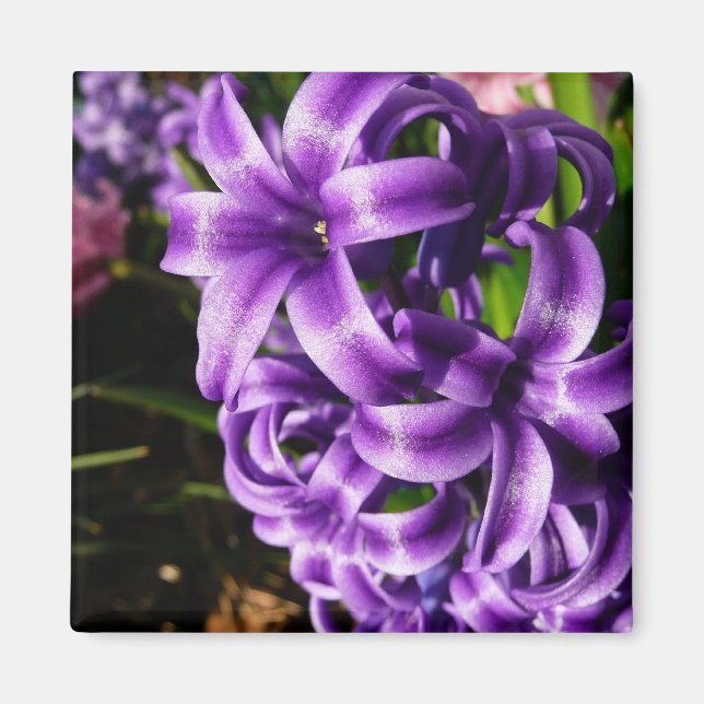 Blue Hyacinth II Spring Floral Magnet (Front)