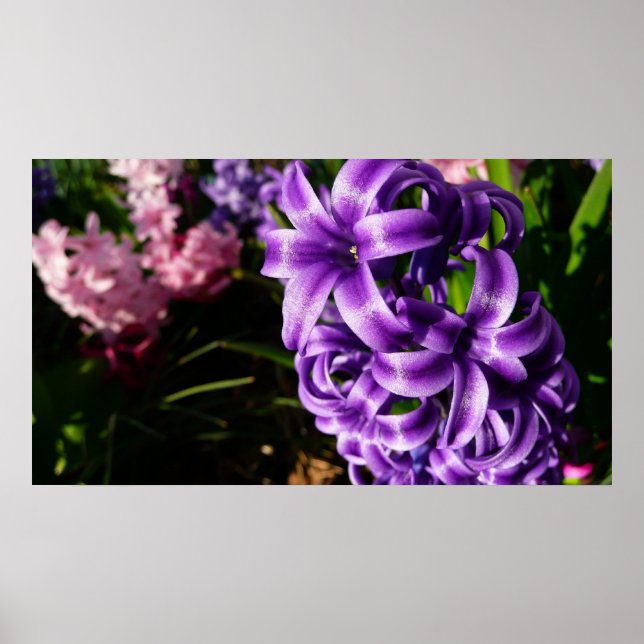 Blue Hyacinth II Spring Floral Poster (Front)
