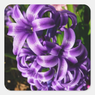 Blue Hyacinth II Spring Floral Square Sticker