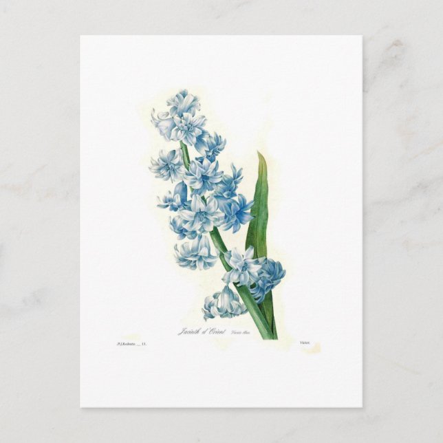 Blue Hyacinth Postcard (Front)