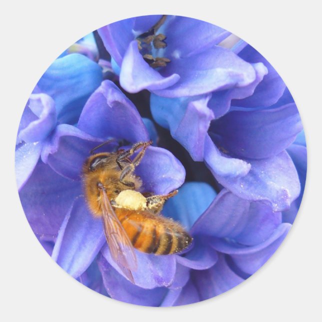 BLUE HYACINTH ~   Stickers (Front)