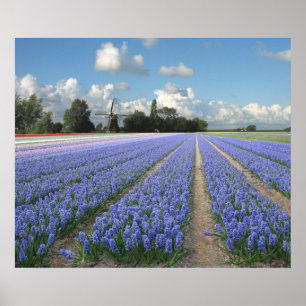 Blue Hyacinths in a Field Holland Poster