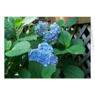 Blue Hydrangea
