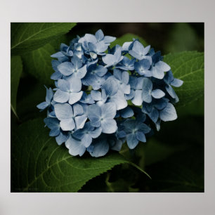 Blue Hydrangea 8515 Print