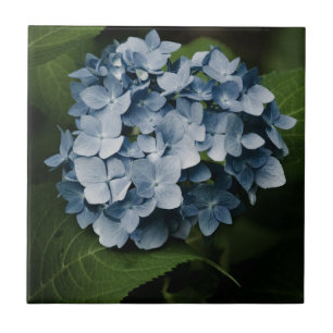 Blue Hydrangea 8515 Tile