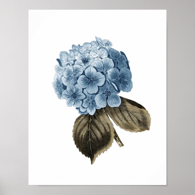 Blue Hydrangea Artwork #1 Botanical Wall Art (Front)