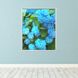 Blue Hydrangea Blooms Floral Canvas Print