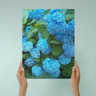 Blue Hydrangea Blooms Floral Canvas Print