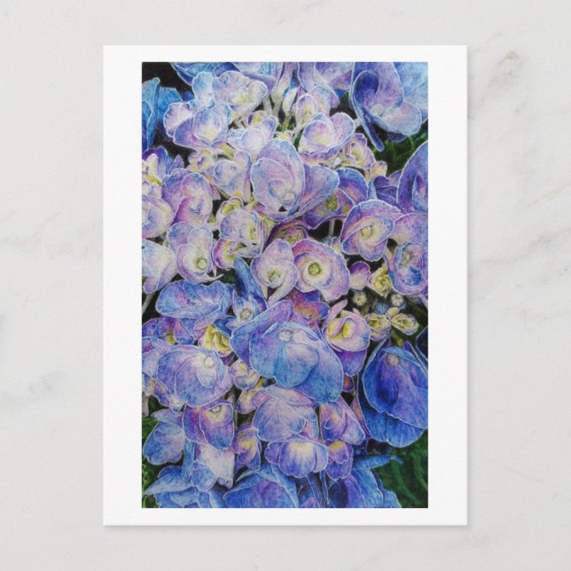Blue Hydrangea Botanical Art Postcard (Front)