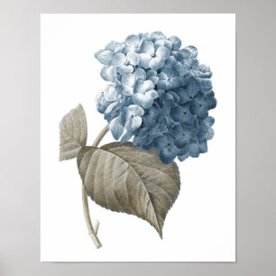 Blue Hydrangea Botanical Artwork no. 2  Poster
