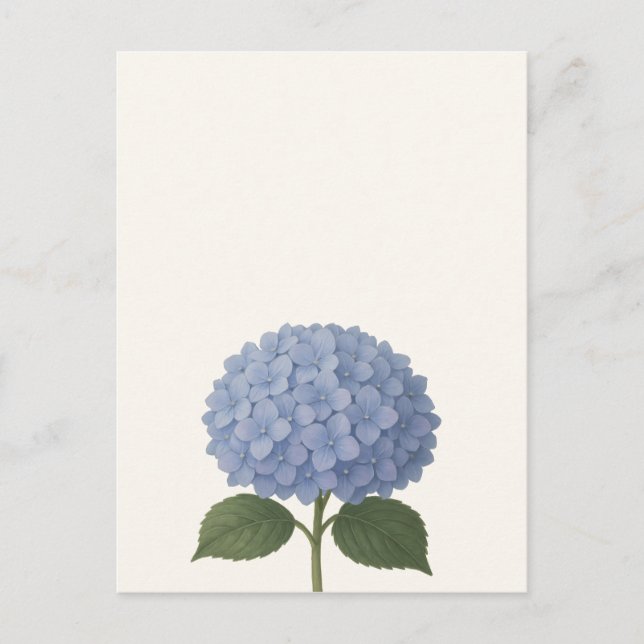 Blue Hydrangea Botanical Illustration Design Postcard (Front)